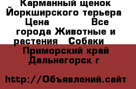 Карманный щенок Йоркширского терьера › Цена ­ 30 000 - Все города Животные и растения » Собаки   . Приморский край,Дальнегорск г.